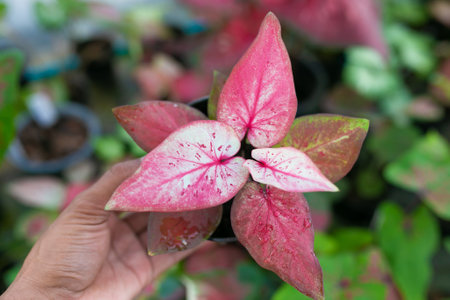 Caladium bicolor is regarded as the "Queen of the Leafy Plants". Close up of Caladium Bicolor beautiful leaves.の写真素材