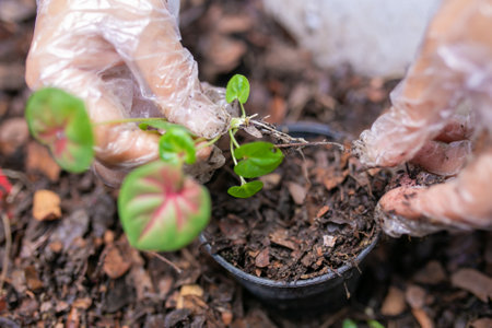 Babyplant of Caladium bicolor, is regarded as the "Queen of the Leafy Plants". Close up of Caladium Bicolor.の写真素材