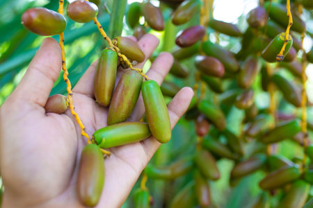 Closeup of dates clusters, dates palm fruit with branches on dates palm tree. Raw Date Palm(Phoenix dactylifera).の写真素材