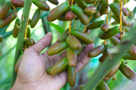 Closeup of dates clusters, dates palm fruit with branches on dates palm tree. Raw Date Palm(Phoenix dactylifera).の写真素材