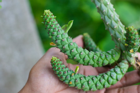 Beautiful plants natural background. Close up of shot in nature.の写真素材