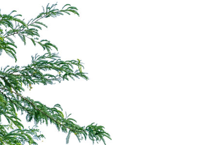 Green leaves on white background with copy space for text or image.の写真素材