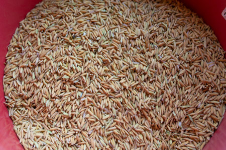 background and wallpaper by pile of paddy rice seed, close up of brown rice grain.の写真素材