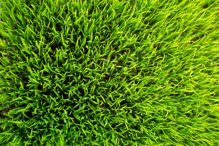Green rice background. Close-up of green grass texture background.の写真素材