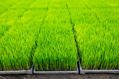 Green rice seedlings in plastic pots on the ground in Thailand.の写真素材