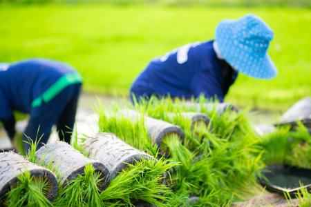 Farmer planting rice seedlings in the paddy field, Thailand.の写真素材