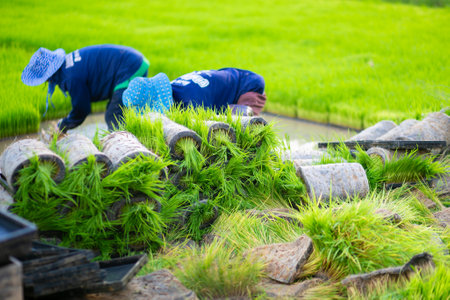 Farmer planting rice seedlings in paddy field, Thailand.の写真素材