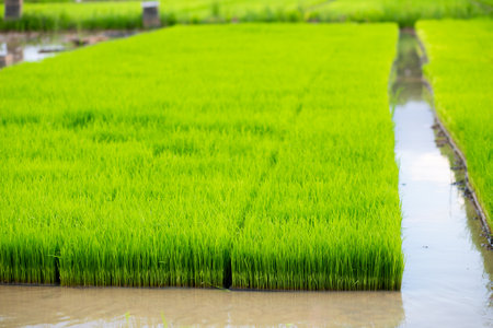 Rice field in countryside of Thailand,Rice farm in Thailand.の写真素材