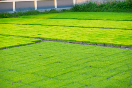 Rice field in countryside of Thailand,Rice farm in Thailand.の写真素材