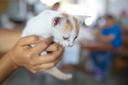cute little kitten in hand on blurred background, shallow depth of fieldの写真素材