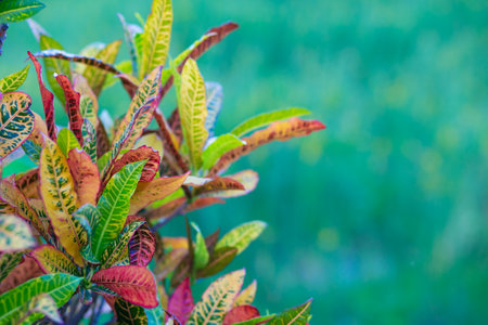 Close up of variegated croton leaves, tropical foliage backgroundの写真素材
