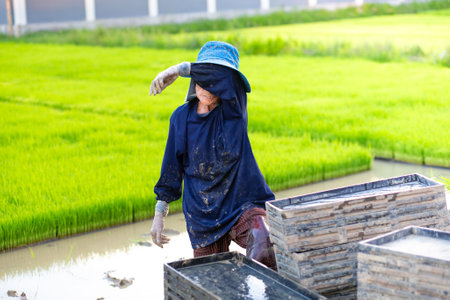 Thai farmers are planting rice on the paddy field.の写真素材