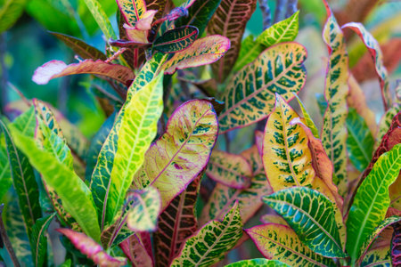Close up of variegated croton leaves, tropical foliage backgroundの写真素材
