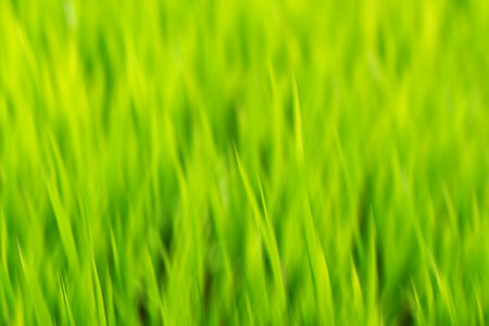 Green grass blurred background. Abstract nature background. Close-up.の写真素材