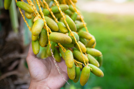 Ripe dates hanging on a palm tree. Selective focus.の写真素材