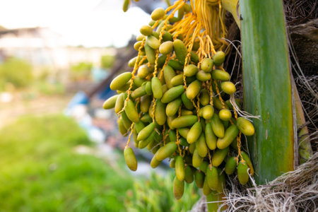 Close up of green date fruits on the palm tree, selective focusの写真素材