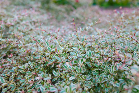 Close up of small shrub with green leaves in the garden.の写真素材