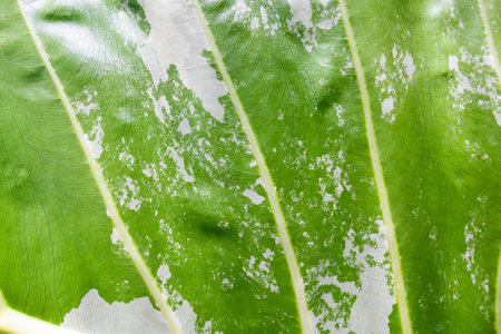 Close up of green leaf texture background, top view, copy spaceの写真素材