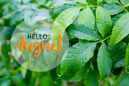 Hello August. Inspirational quote on green leaves background. Motivational background.の写真素材