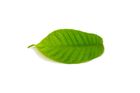 Green leaf isolated on white background, Clipping path included for easy extraction.