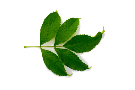 Green leaves isolated on white background. Clipping Paths included.