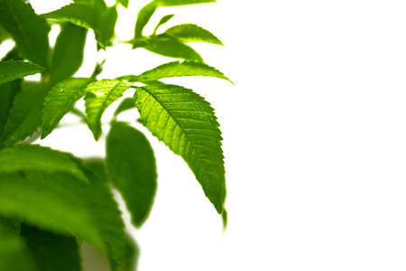 Green leaves isolated on white background with copy space for your text.の写真素材