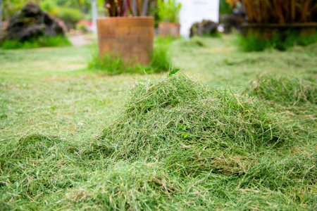 Lawn mower on green grass field in the garden, stock photoの写真素材