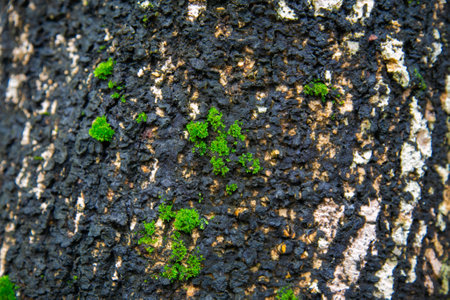 Green moss on tree bark texture background. Green moss on tree bark texture.
