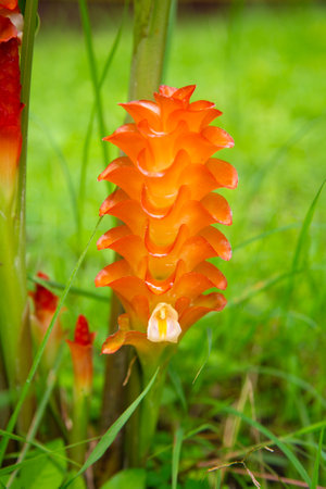 Bromeliad flower in the garden. (Curcuma alismatifolia)の写真素材