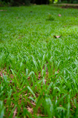 Green grass in the garden, close up of green grass background.の写真素材