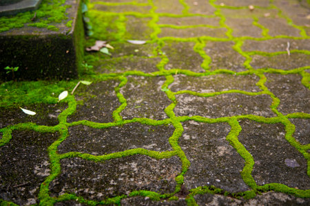 Green moss on cement walkway in the garden, selective focus.の写真素材