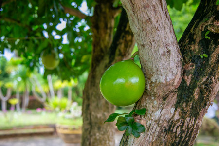 Pomelo fruit on tree in the garden, nature background.の写真素材