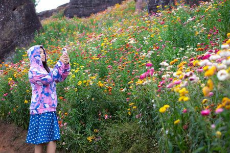 Asian woman taking selfie with flower field in Chiangmai Thailandの写真素材