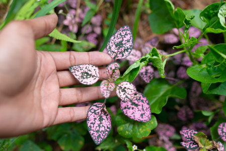 Beautiful pink and white butterfly leaves in the garden, Thailand.