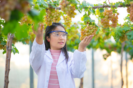 young asian woman scientist in white lab coat and glasses examining grapes in vineyardの写真素材