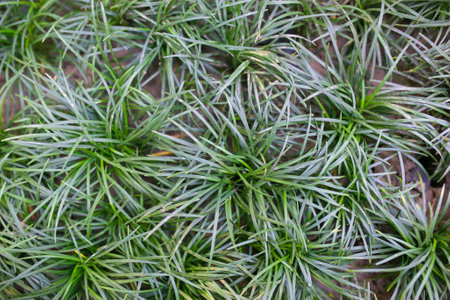 Closeup of green grass in the garden. Natural background. Selective focus.