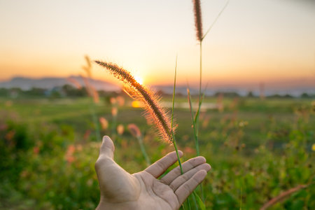 Grass flower on sunset background, soft focus and vintage tone.