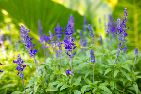 purple salvia flowers in the garden with green leaf background.の写真素材