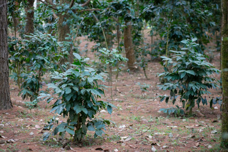 Coffee tree in the forest at north of thailand.の写真素材