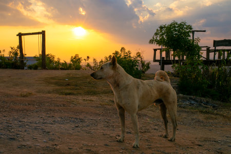 Dog on the road at sunset in the countryside of Thailand, Asiaの写真素材
