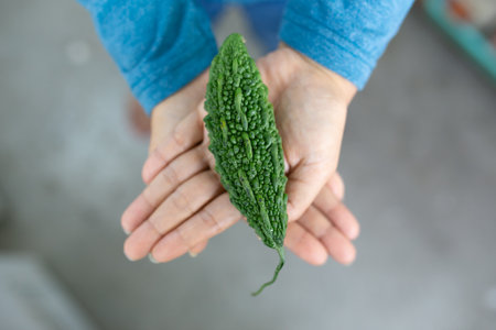 Bitter melon in the hands of a woman, close-upの写真素材