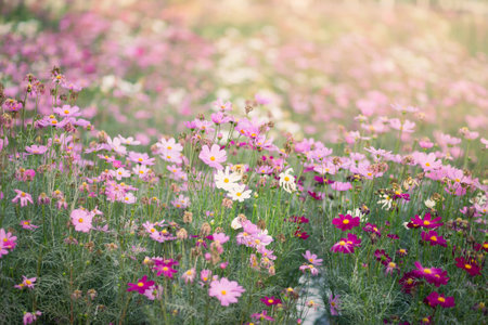 Cosmos flowers in the garden with soft focus, vintage tone.の写真素材