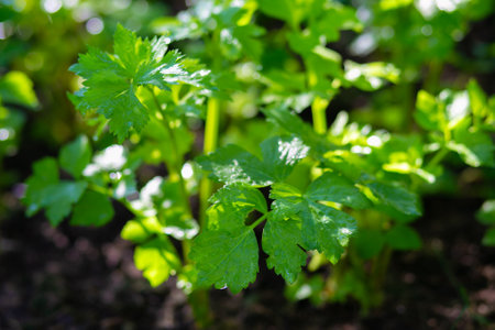 Celery growing in the garden. Selective focus. Shallow depth of field.の写真素材