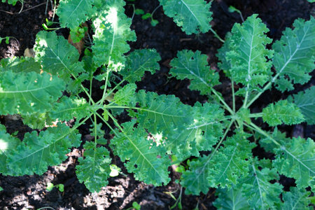 Kale plant in garden.の写真素材