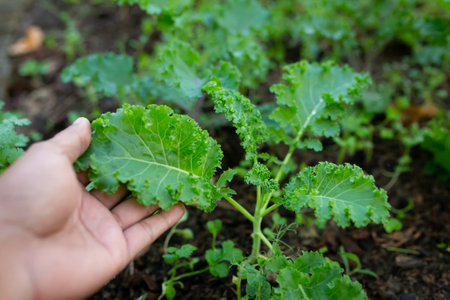 Kale plant in garden. Kale is a genus of flowering plants in the family Asteraceae.の写真素材