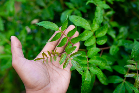 brazilian pepper florida holly tree. schinus terebinthifolius.の写真素材