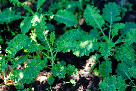 Green leaves of kale in the garden. Selective focus. nature.の写真素材