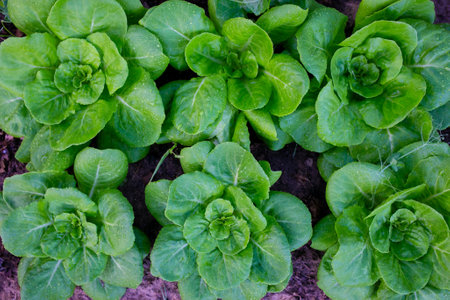 Lettuce growing in the vegetable garden. Healthy food concept.の写真素材