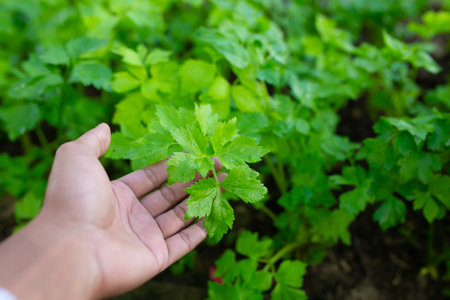 Celery plant in hand, close up, selective focus.の写真素材