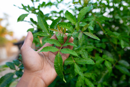 brazilian pepper florida holly tree. schinus terebinthifolius.の写真素材